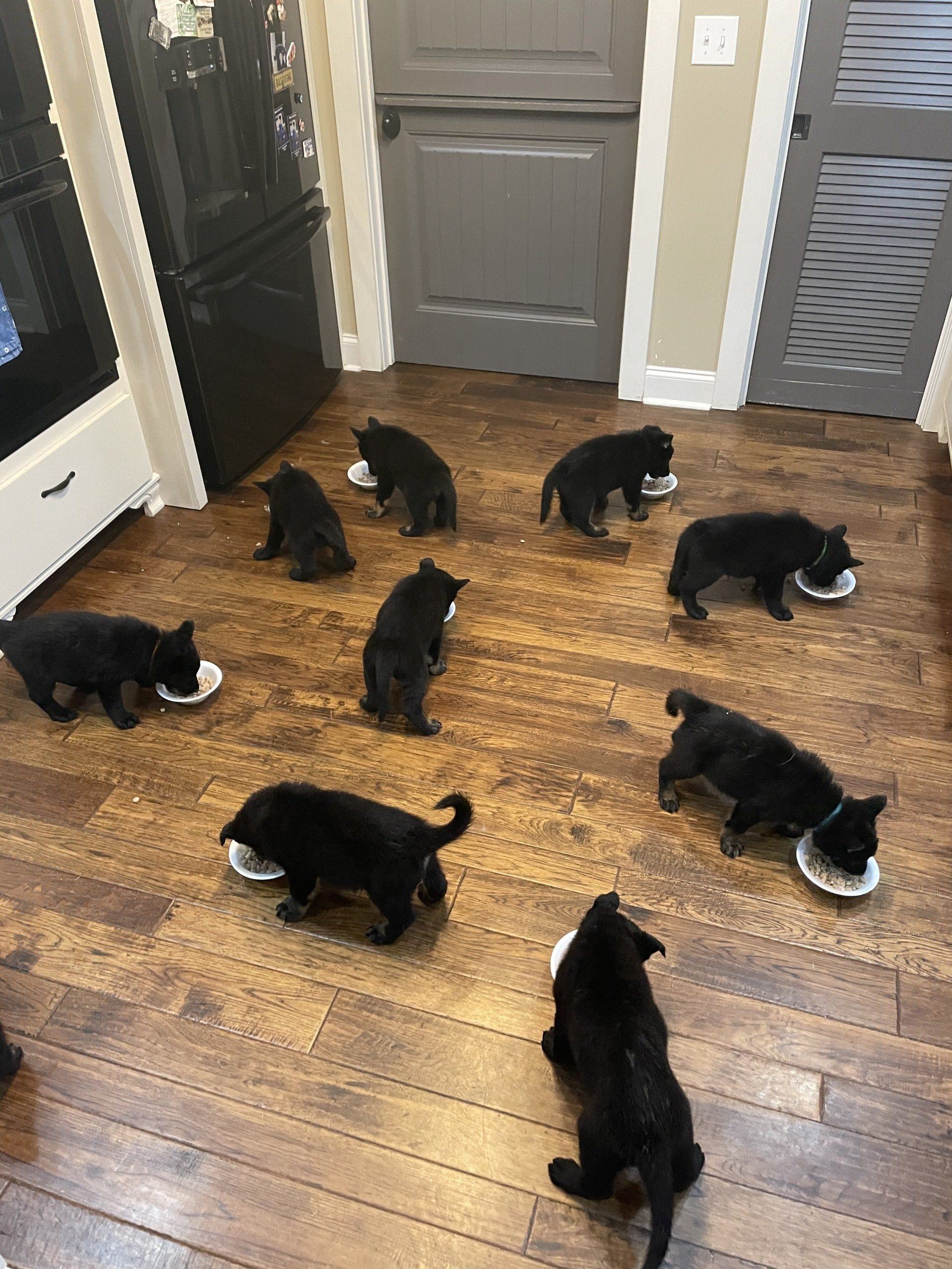 A group of black puppies are eating from bowls on a wooden floor.