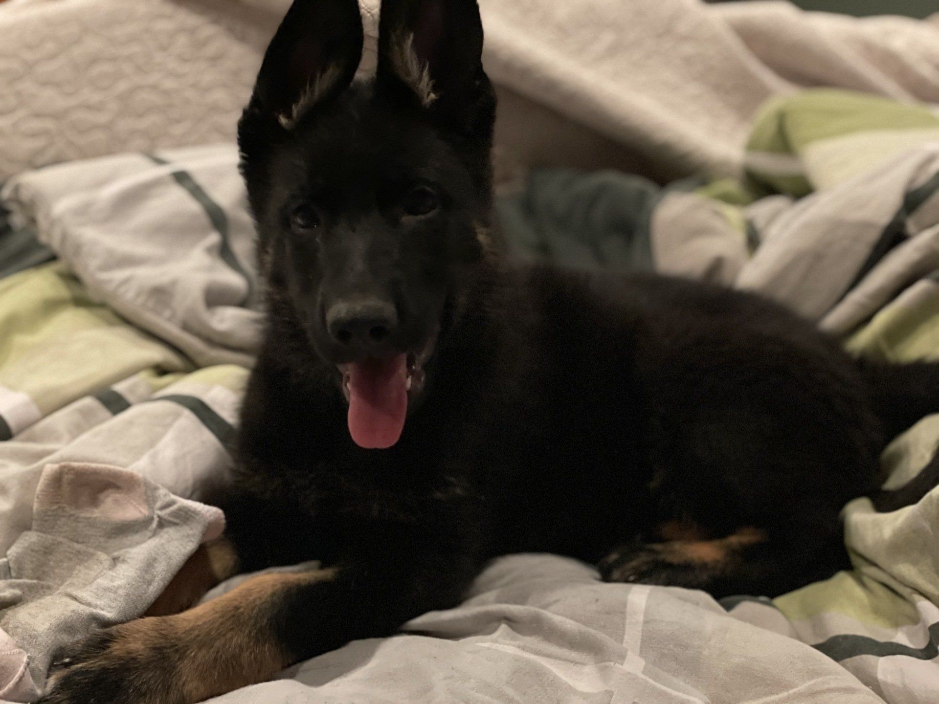 A black german shepherd puppy is laying on a bed