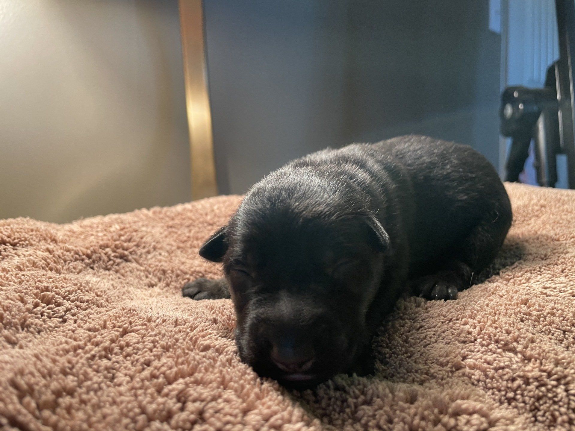 A black puppy is sleeping on a brown blanket on a bed.