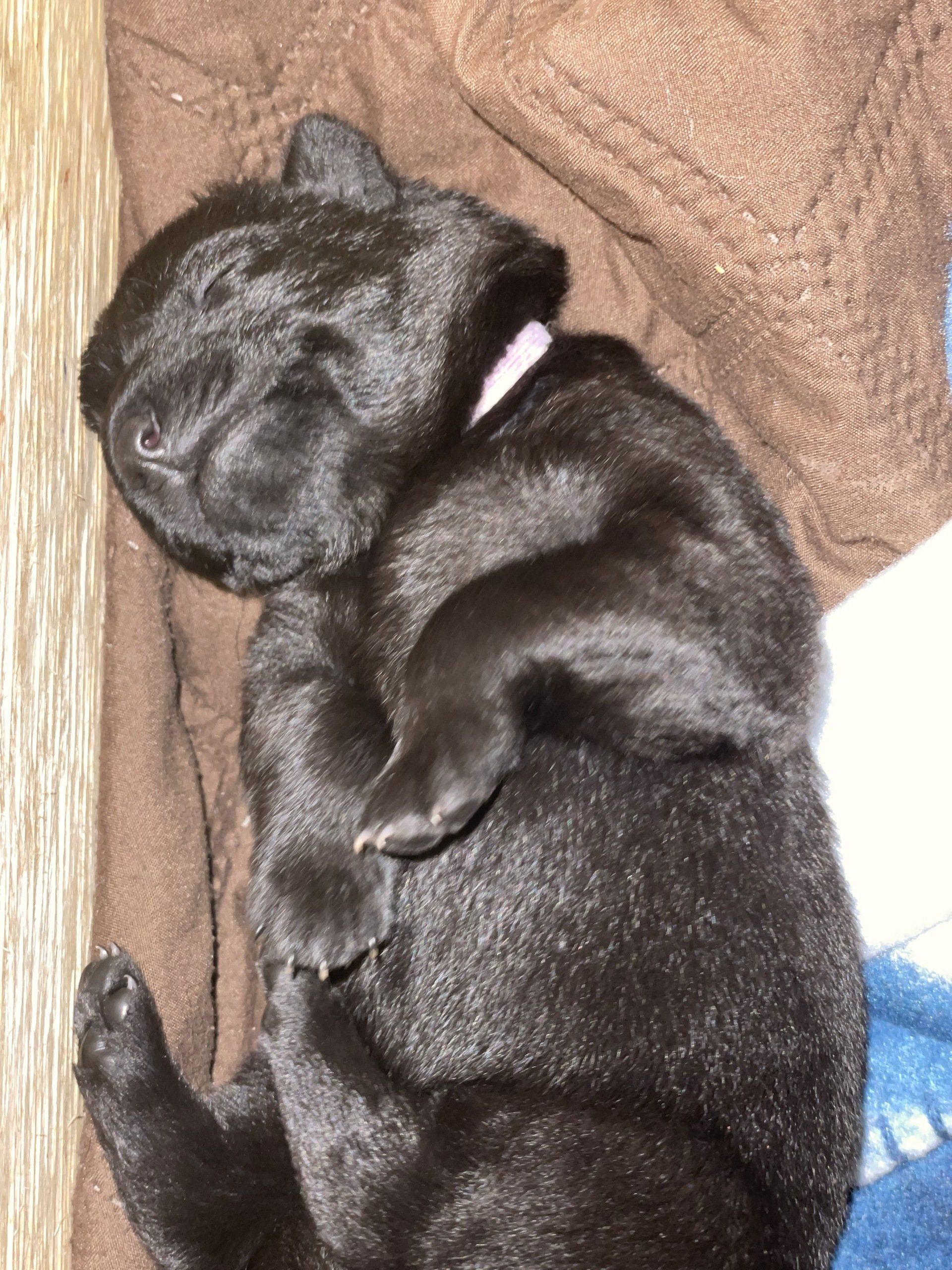 A black puppy is sleeping on its back on a brown blanket.