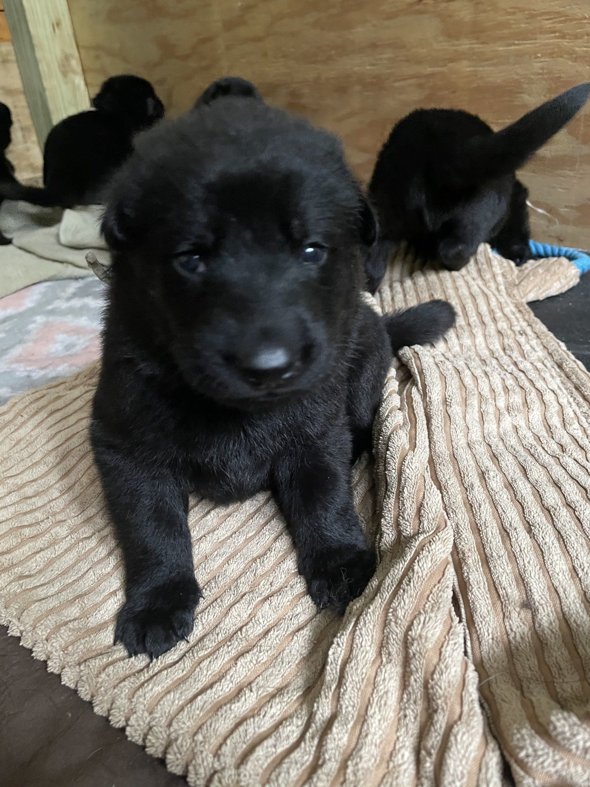 A black puppy is laying on a blanket on a couch.