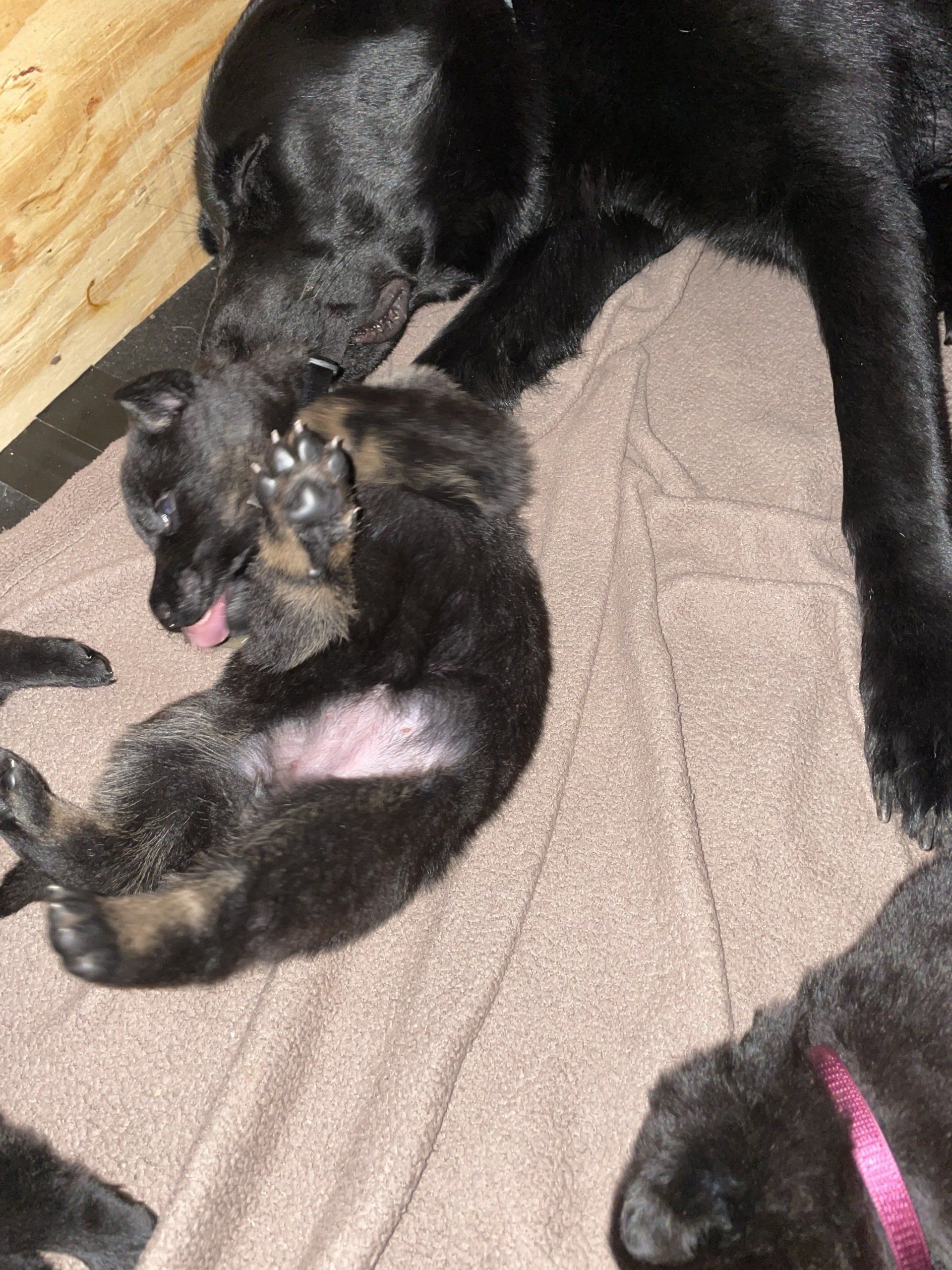 A black dog is laying next to two black puppies on a blanket.
