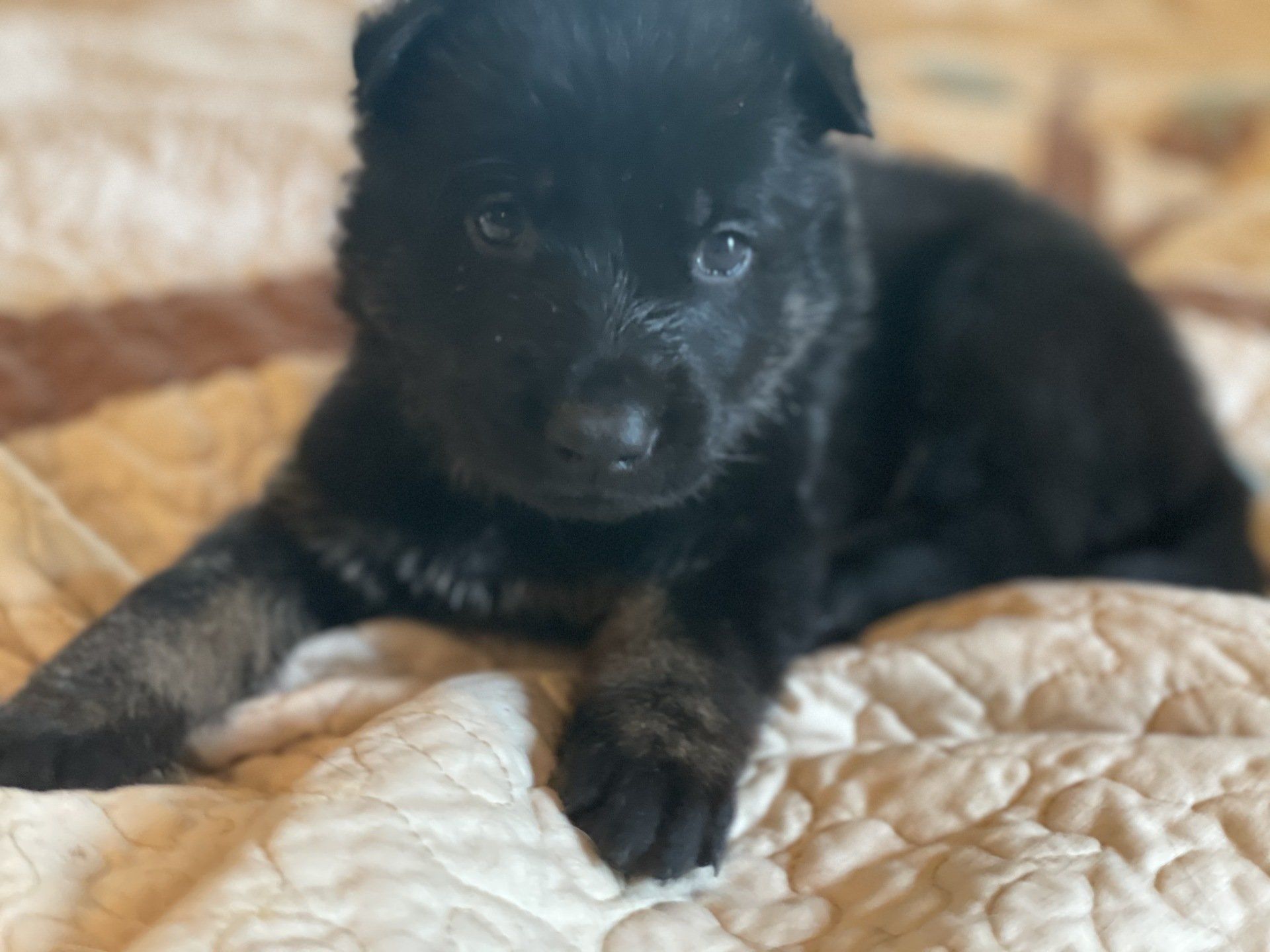 A black puppy is laying on a quilt on a bed.