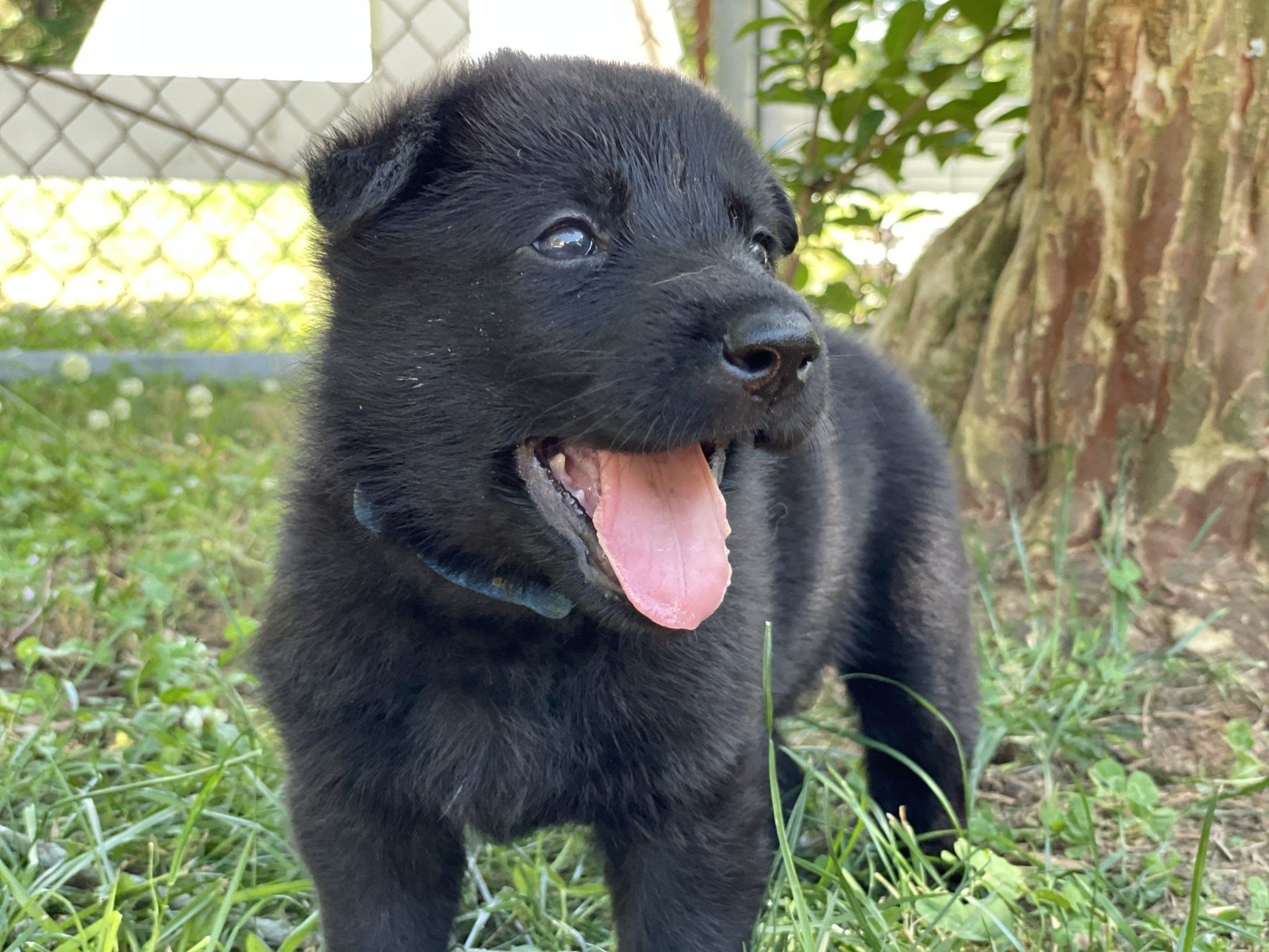 A black puppy is standing in the grass with its tongue hanging out.