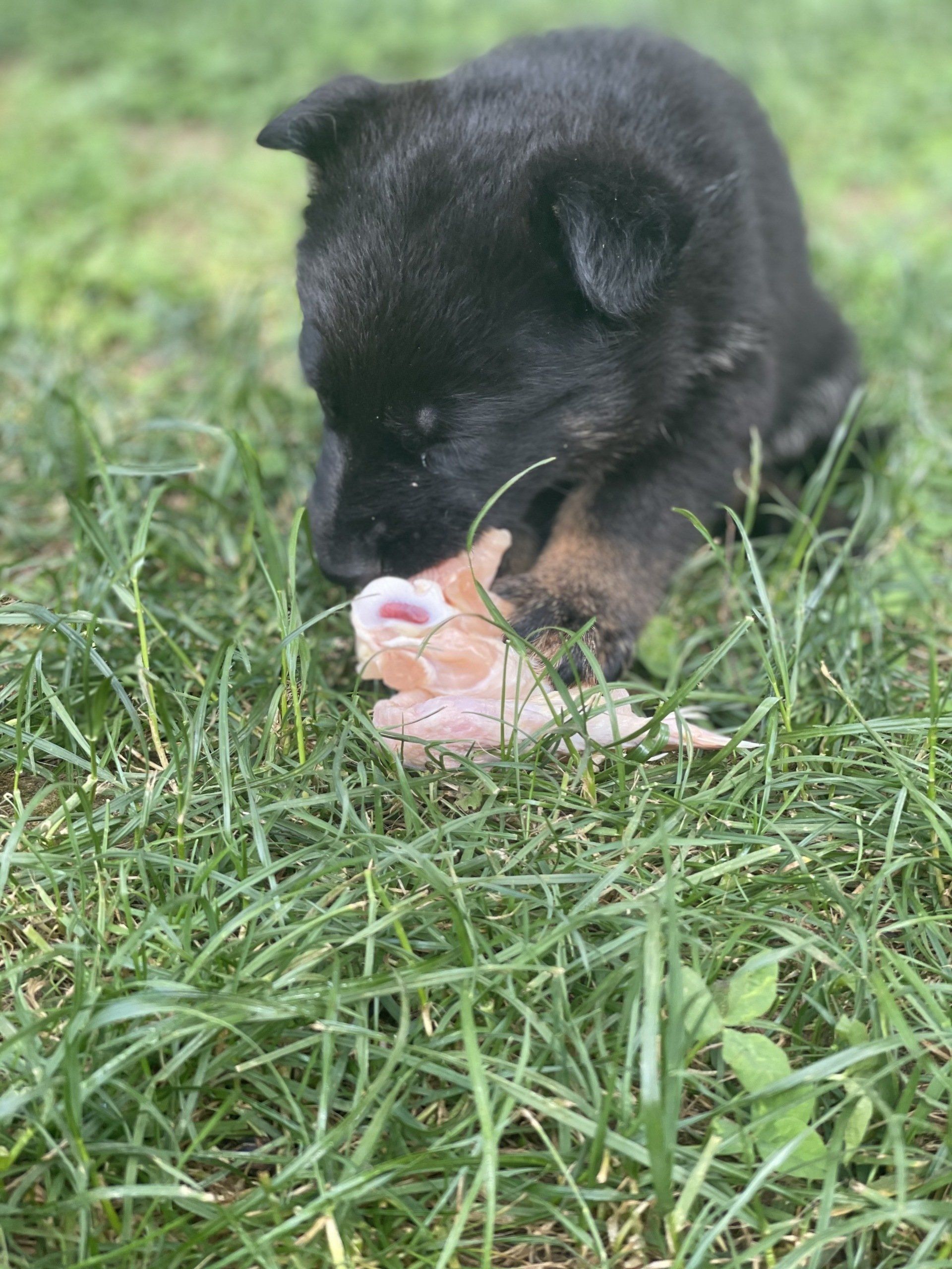 A black puppy is eating a piece of meat in the grass.