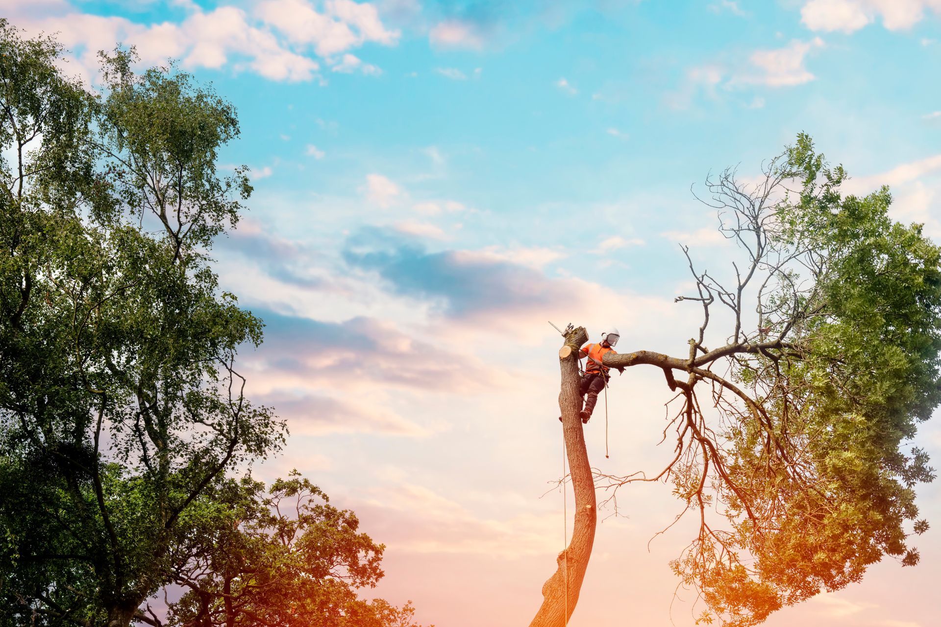 An arborist standing atop a tall tree trunk while performing trimming work against a bright sky. An arborist standing atop a tall tree trunk while performing trimming work against a bright sky.