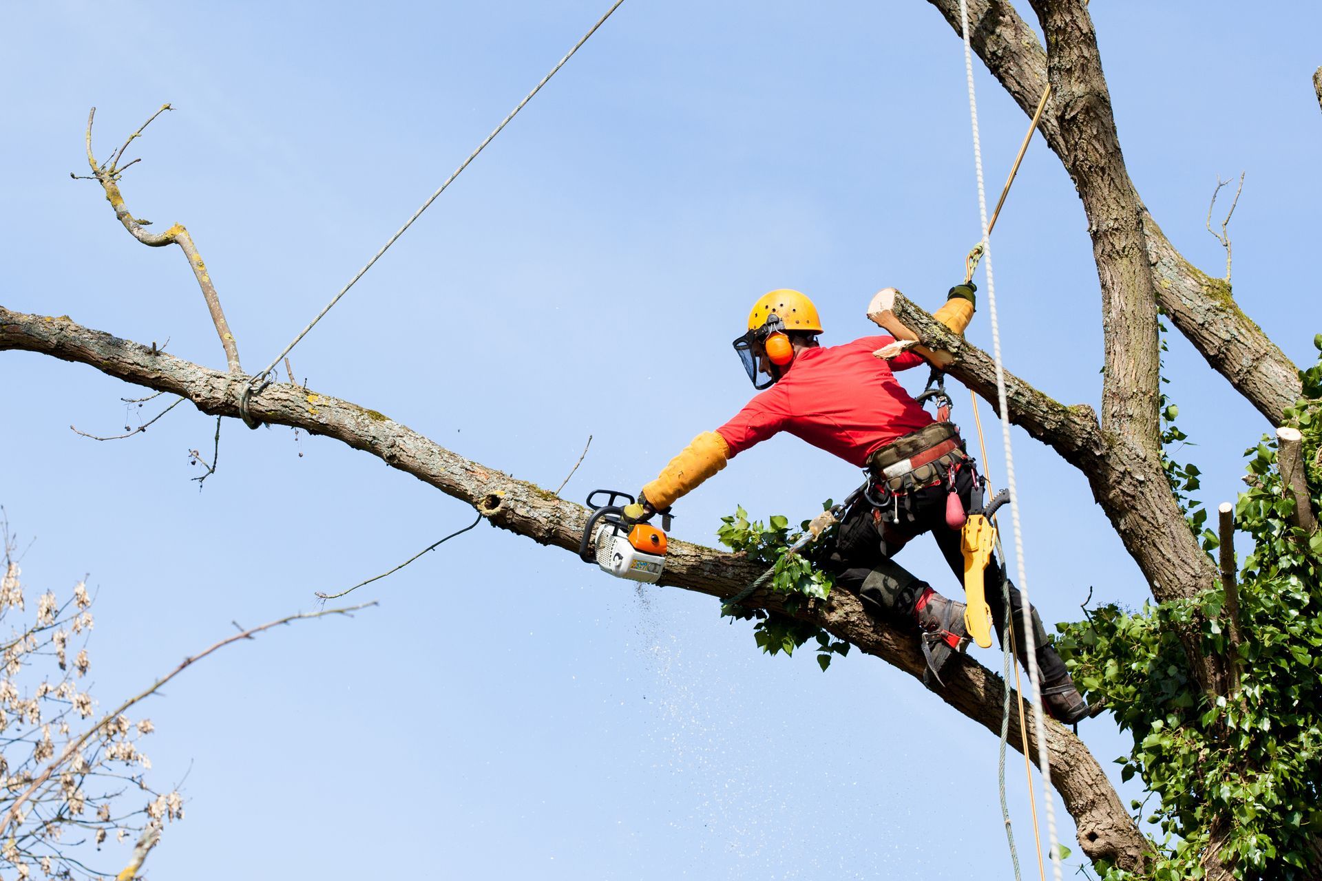 Tree removal by arborist, representing reliable and safe tree care services.