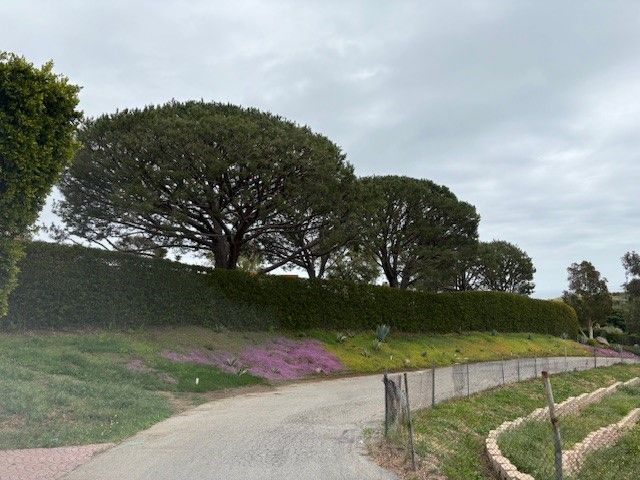A narrow road curves along a wall of trimmed bushes and trees under a cloudy sky.