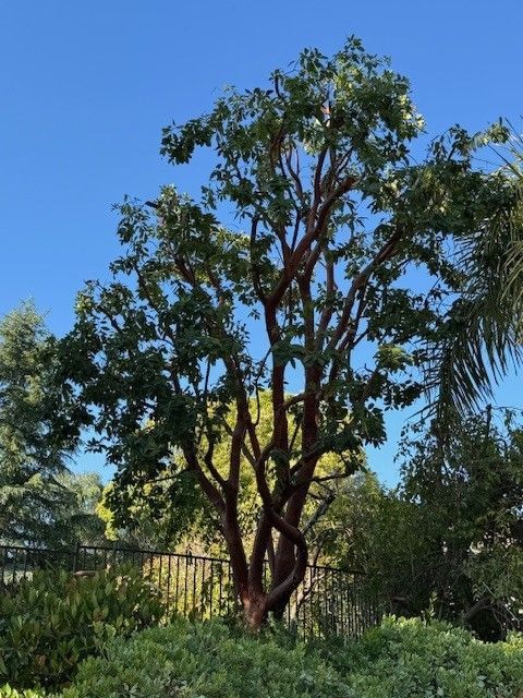 Tree with peeling red bark and green leaves against a blue sky.