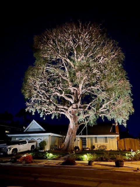 Lit-up tree in front yard at night, casting light on house and street.