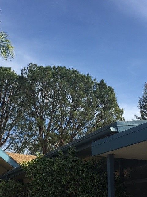 Blue sky over building with tree.