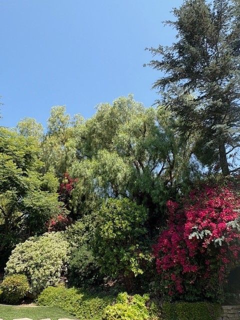 Lush greenery with pink and green flowering bushes, a weeping willow, and blue sky.