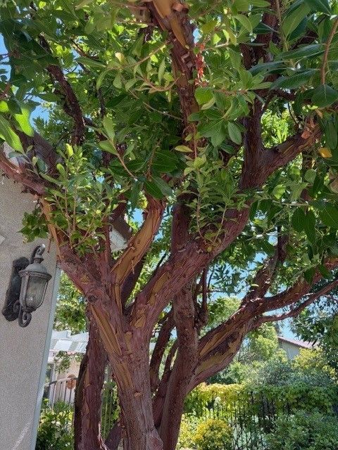 Manzanita tree with reddish-brown bark and green leaves.