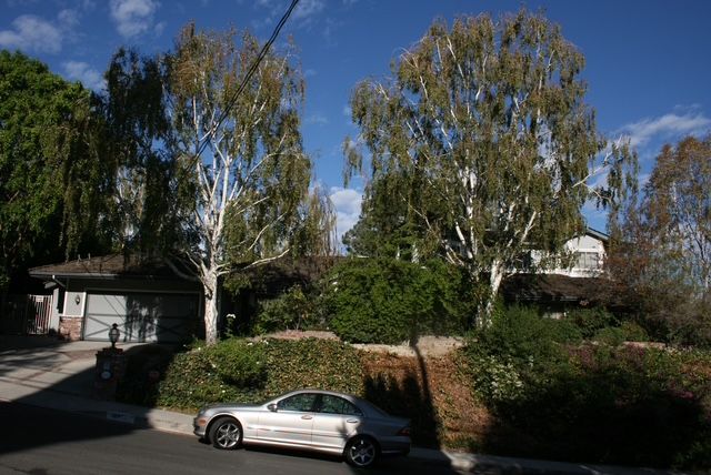 Silver car parked on a sloping driveway in front of a house, flanked by trees and greenery under a blue sky.
