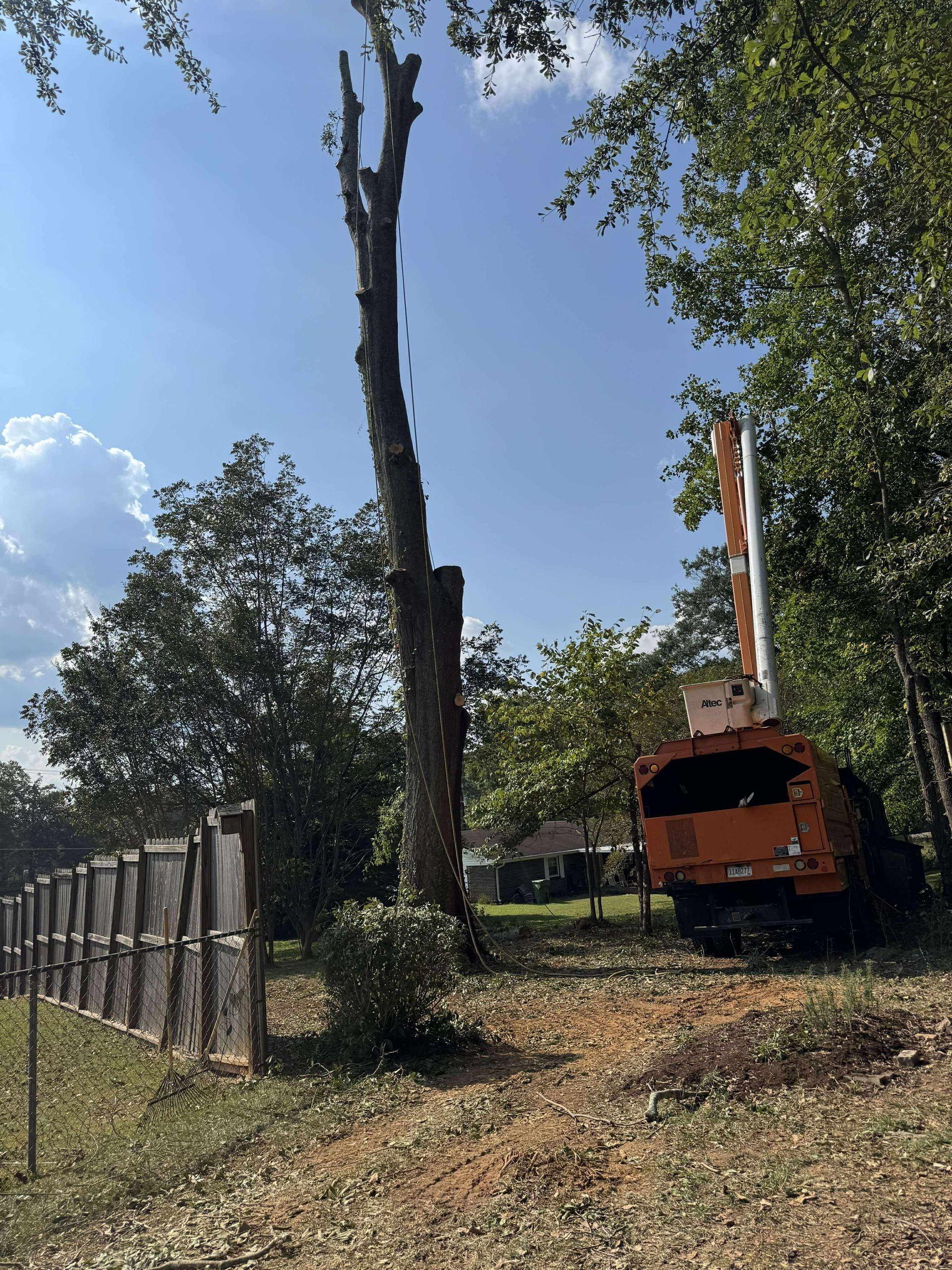 A tall, bare tree trunk next to an orange wood chipper, in a yard with a fence and trees.
