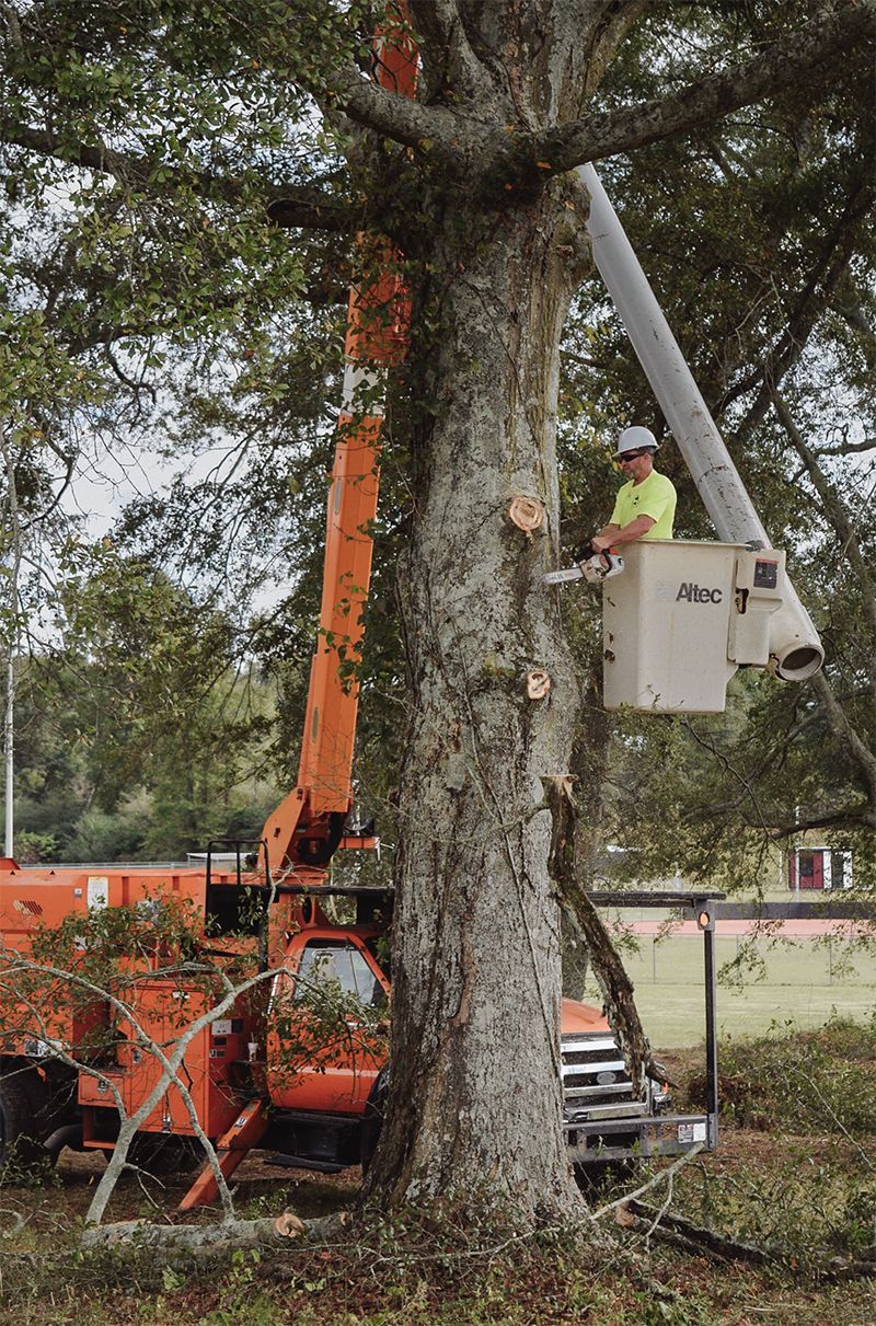 Man in a bucket lift trimming a large tree with a chainsaw. Orange truck and lift in a yard.