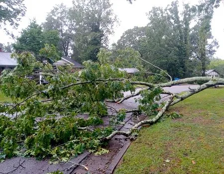 A tree service worker cuts a branch from a tall tree, secured by ropes, in a residential yard. The man wears safety gear