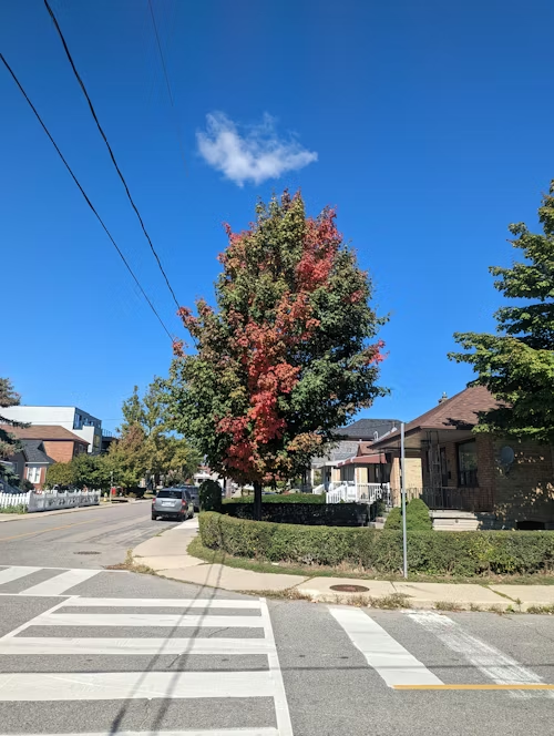 Street scene with a tree showing red and green leaves, houses, blue sky, and a crosswalk.