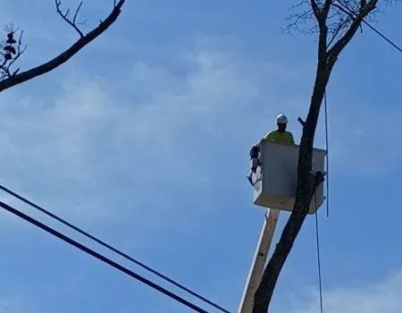 A worker in a bucket truck trims a tree near power lines under a blue sky.