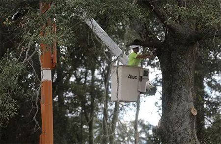 A utility worker in a lime green shirt stands in an elevated bucket truck, trimming branches near a wooden power pole.