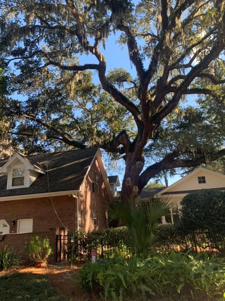 A large tree is in front of a brick house.