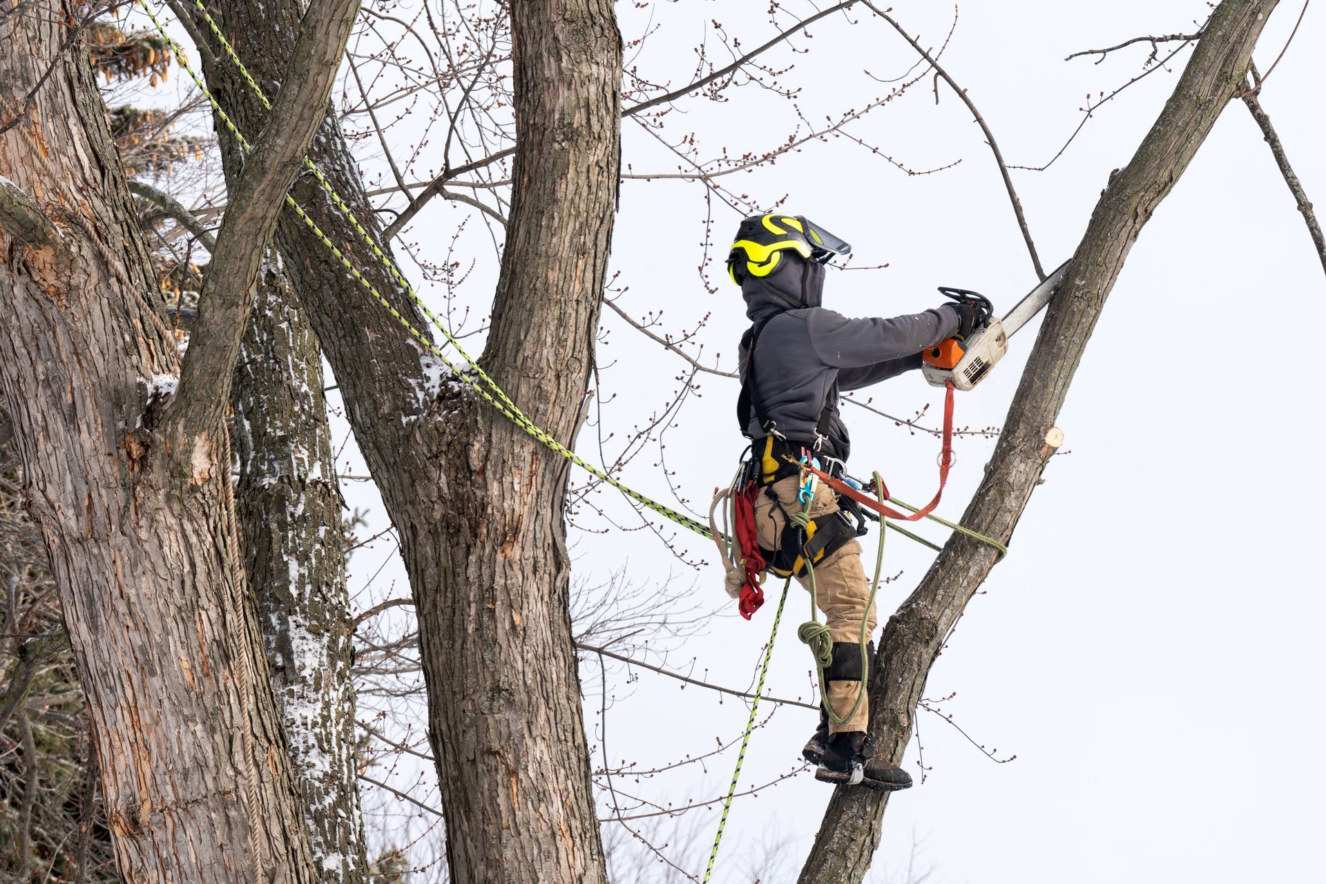 Tree care specialist secured with ropes and safety harness, trimming branches with a chainsaw.