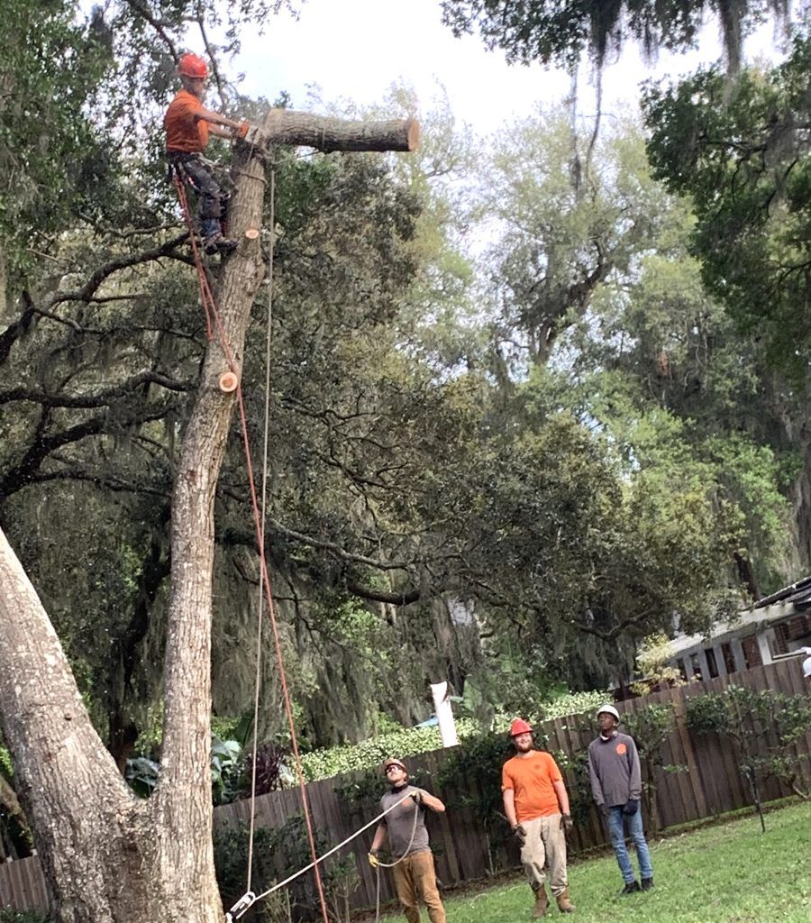 A worker in a helmet harnesses and cuts a tall tree, while three people on the ground watch in a grassy yard.