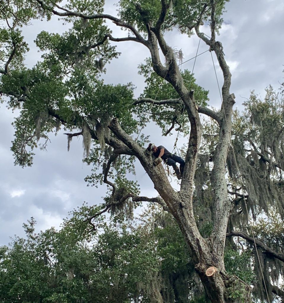 A person is climbing a tree with spanish moss hanging from it