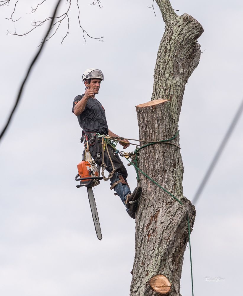 A man is climbing a tree with a chainsaw.