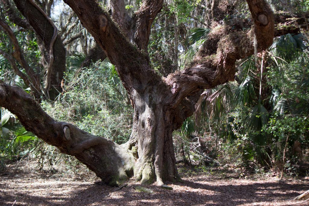 A tree with a lot of branches is in the middle of a forest.