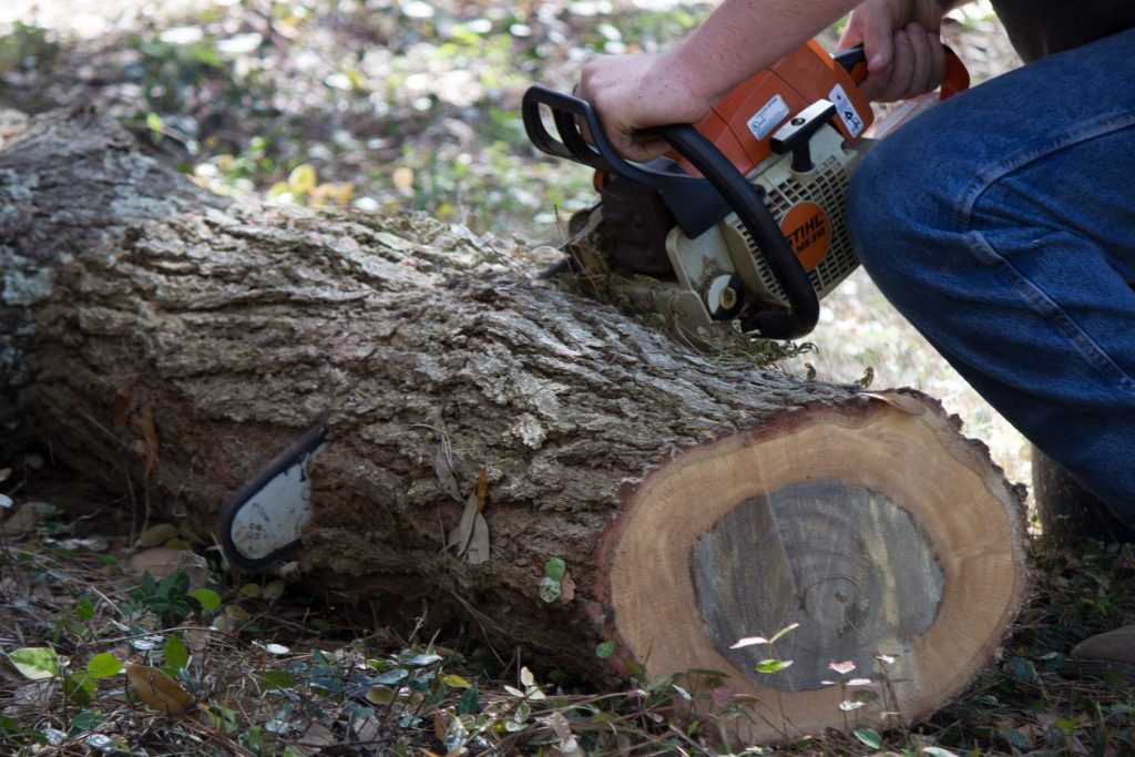 A person is cutting a tree with a chainsaw.