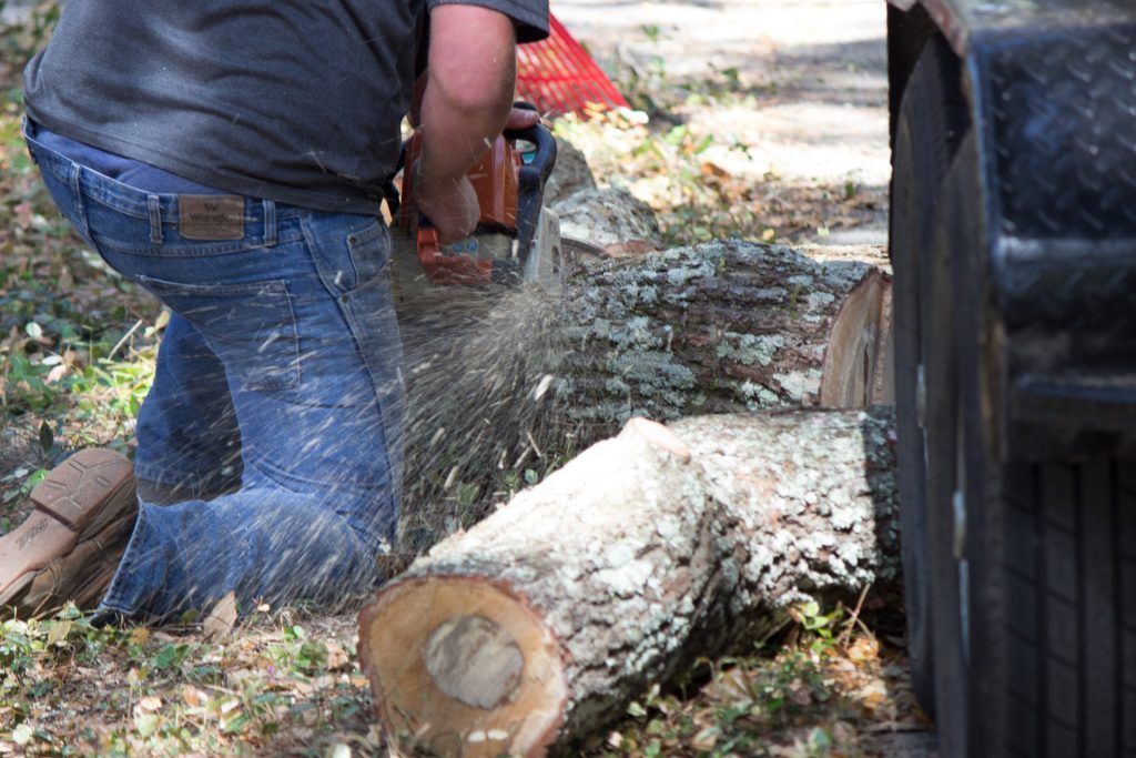 A man is cutting a tree with a chainsaw.