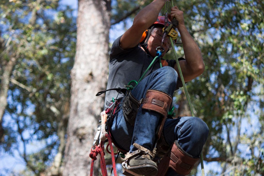 A man is climbing a tree with a harness on.