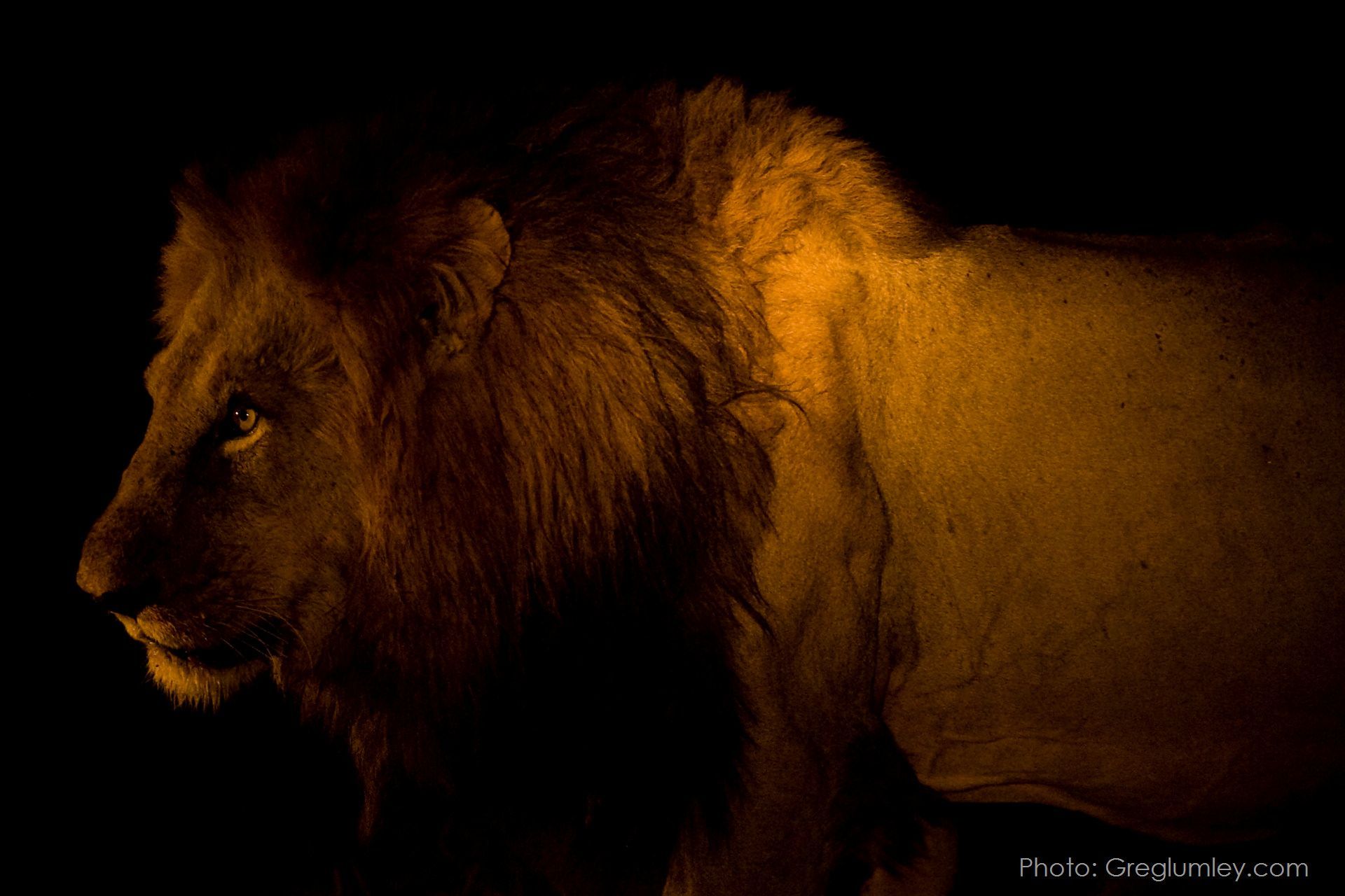 A lion with a thick mane, side profile, lit in golden light against a black background.