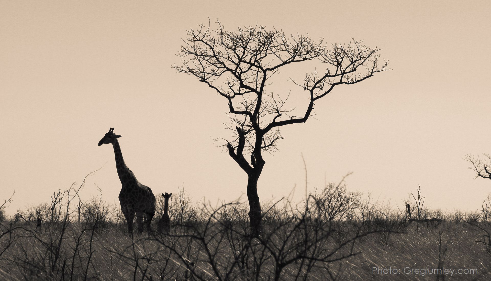 Silhouette of giraffes near a bare tree in a savanna setting.