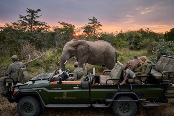 Safari vehicle with tourists and guide watching an elephant in an African landscape at sunset.