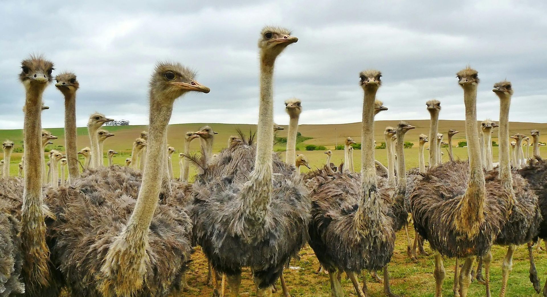 Flock of ostriches standing together in a field, some looking at the camera under a cloudy sky.