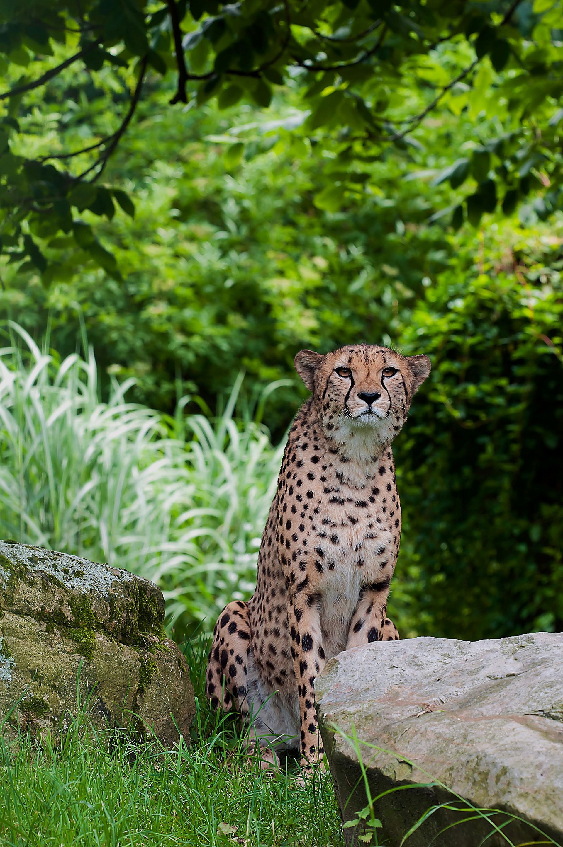 Cheetah with spotted coat, sitting on a rock, looking alert, with green foliage background.