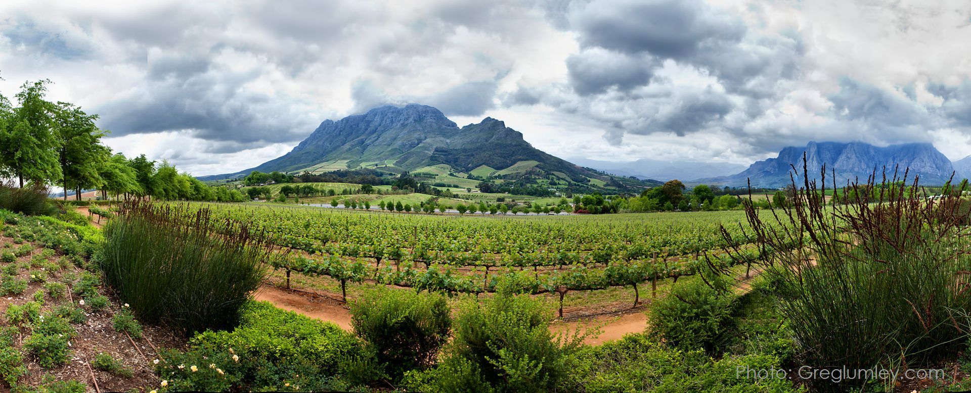 Vineyard with rows of green vines, mountains under a cloudy sky.