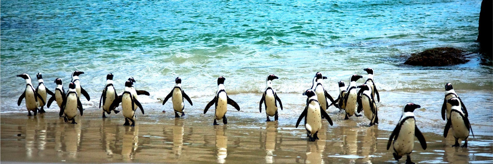 Penguins waddle on a wet beach towards the ocean, turquoise water in background.