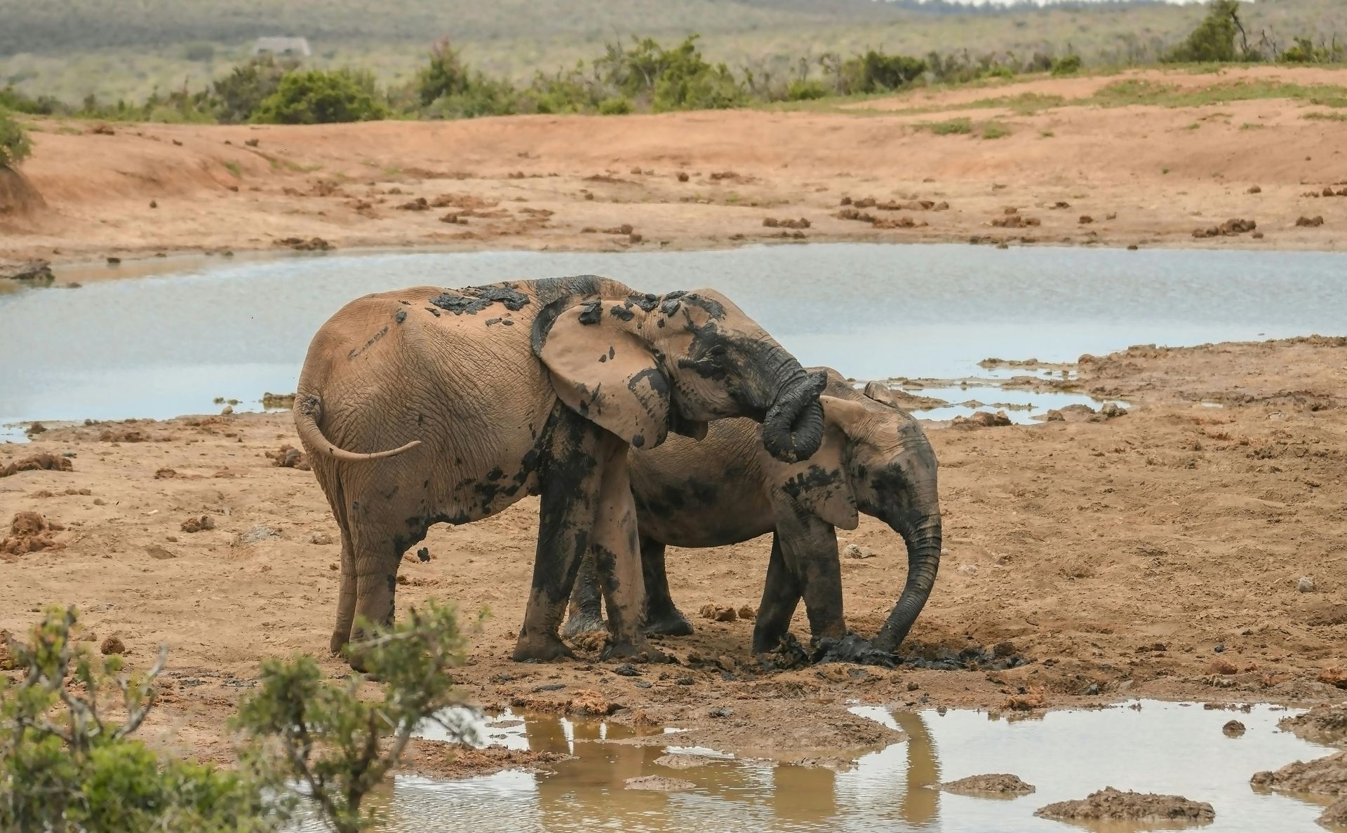 Two mud-covered elephants at a watering hole in a dry, reddish landscape.