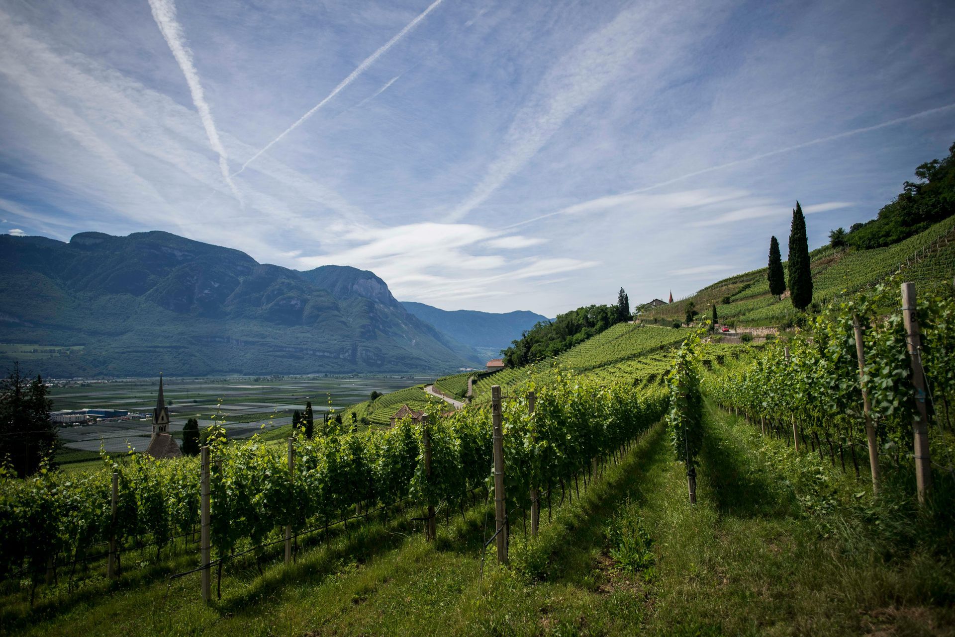 Vineyard on a hillside with rows of green vines under a blue sky, mountains in the background.