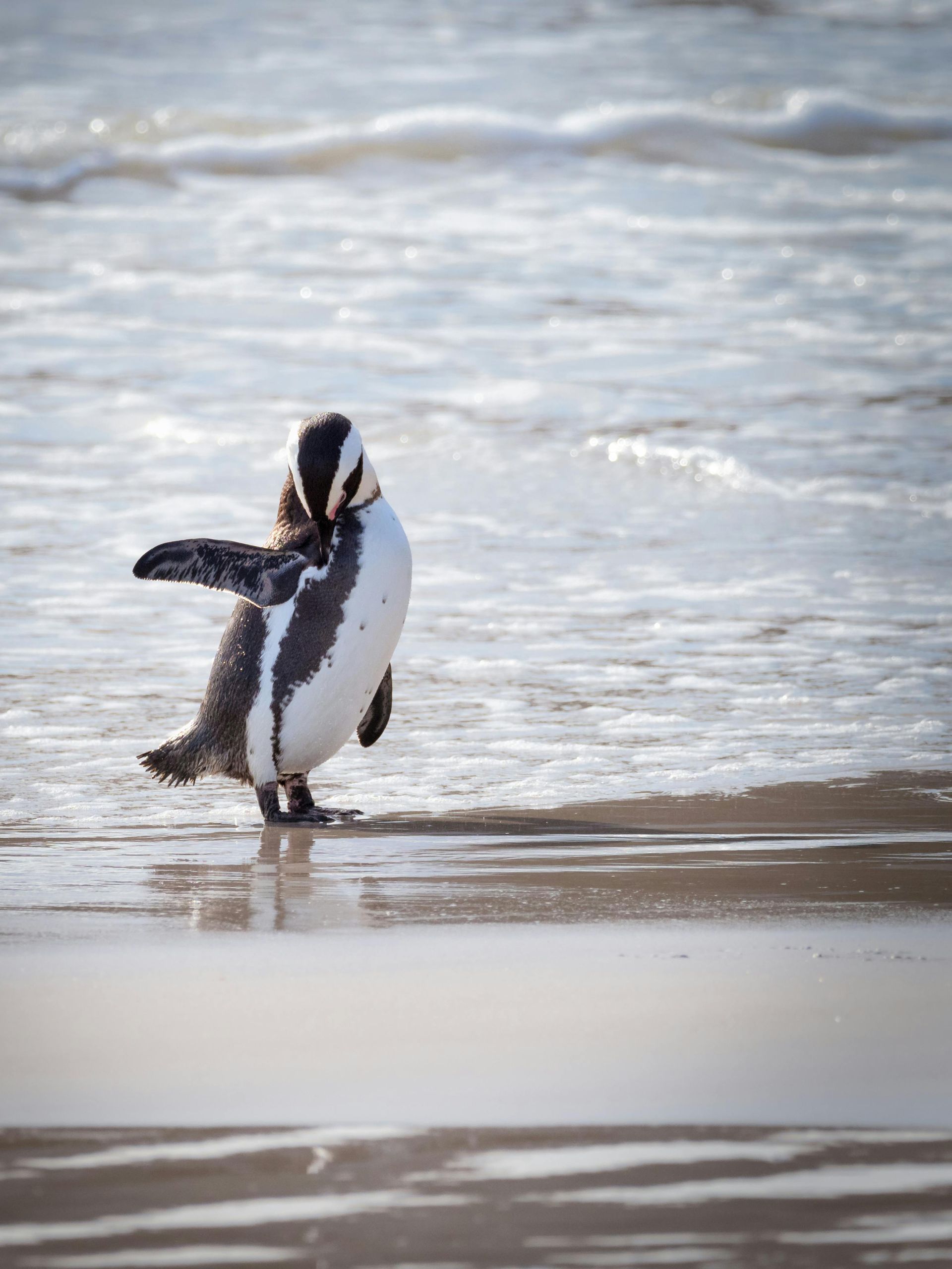 Penguin preening on a sandy beach, ocean in the background. Black and white feathers, sunny day.