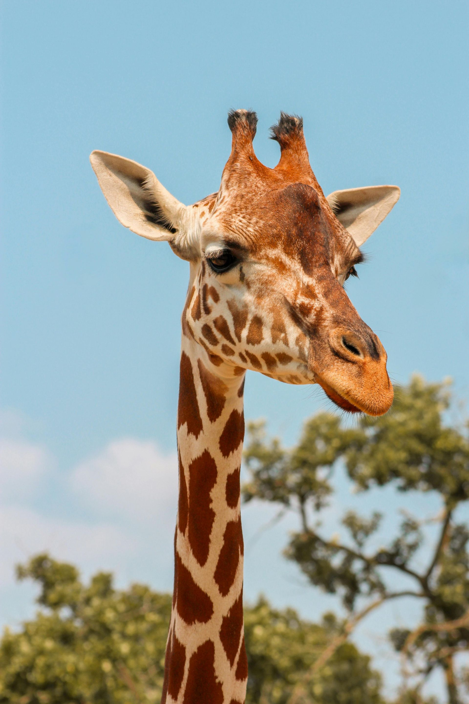 Giraffe with brown spots and long neck looking to the right, against a blue sky and green trees.
