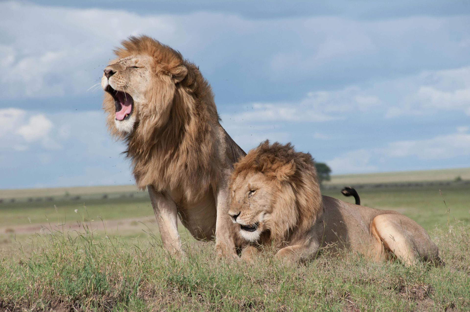 Two male lions on grassy savanna, one roaring, under cloudy sky.