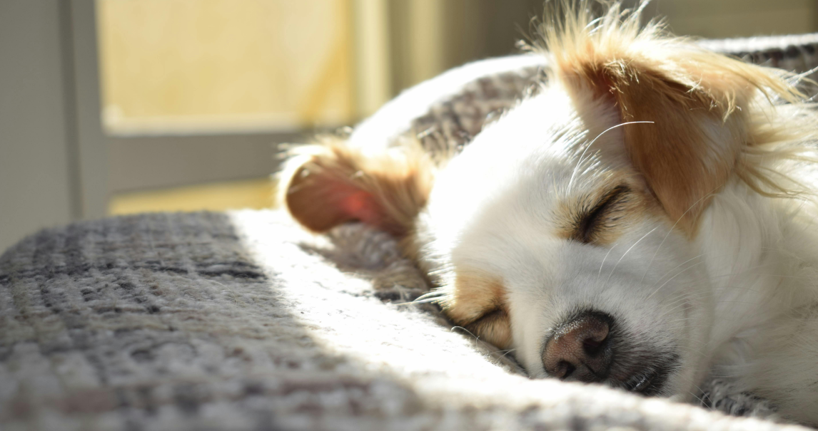 Small dog sleeping on a gray blanket in warm sunlight