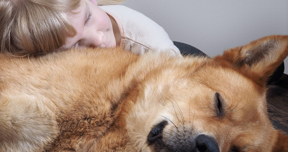 Sleeping dog with a woman resting behind it on a couch