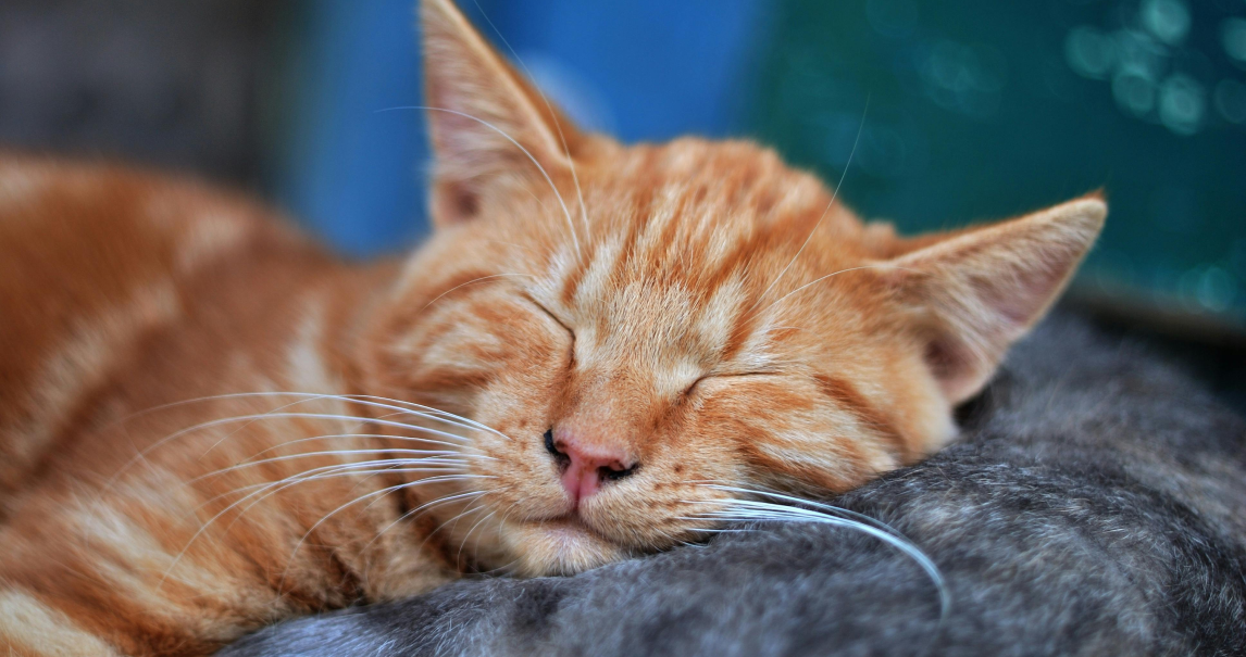 Sleeping orange tabby kitten curled on a dark blanket, with eyes closed and whiskers visible