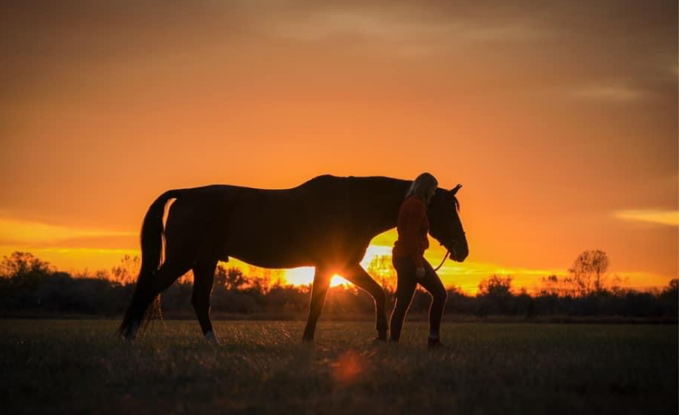 Silhouetted horse with a person at sunset in a field