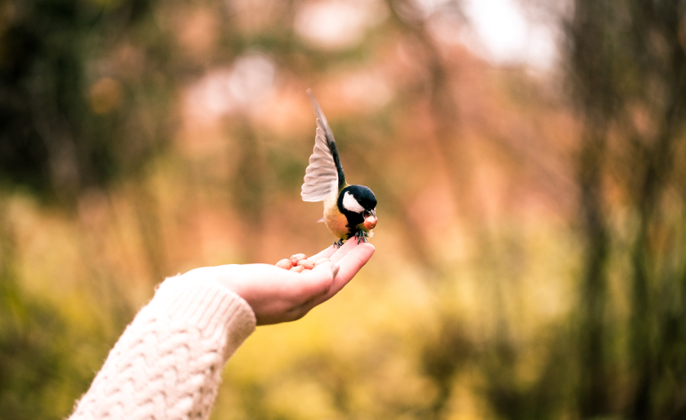 Hand holding a small bird with wings spread against a blurred autumn background